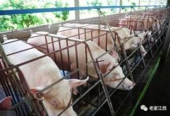 网友爆料猪场视频播放,养殖场真相令人触目惊心