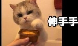 饿了哥前妻爆料视频