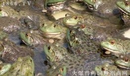 养殖牛蛙爆料图片高清视频,高清图片与视频带你一探究竟