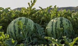 徐州吃瓜网红是谁,瓜田里的美食传奇