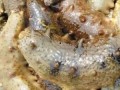 海参哥最新爆料图片高清,高清爆料图片背后的惊人真相