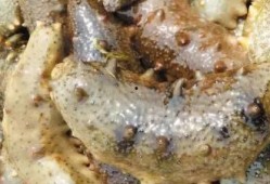 海参哥最新爆料图片高清,高清爆料图片背后的惊人真相
