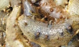 海参哥最新爆料图片高清,高清爆料图片背后的惊人真相