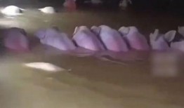 网友爆料猪场视频播放,养殖场真相令人触目惊心