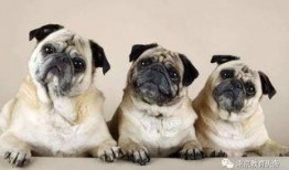 赤犬巴哥爆料视频,揭秘视频背后的惊人真相