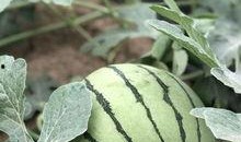 西安网红吃瓜,揭秘城市美食背后的故事