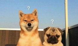 赤犬巴哥爆料视频,揭秘视频背后的惊人真相