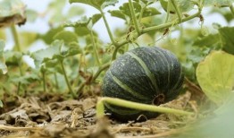 吃瓜拍视频的网红叫什么,揭秘吃瓜拍视频网红的爆红之路