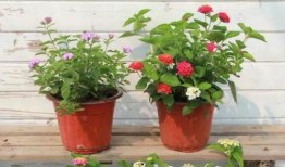 孕妇微商爆料视频大全最新,揭秘母婴产品背后的真相与争议