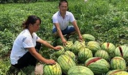 内蒙古拉拉圈网红吃瓜事件,揭秘网络舆论背后的真相