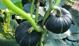 最新吃瓜 网红事件