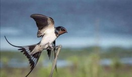 爆料二代燕子是谁啊视频,二代燕子身份之谜，视频爆料引发热议