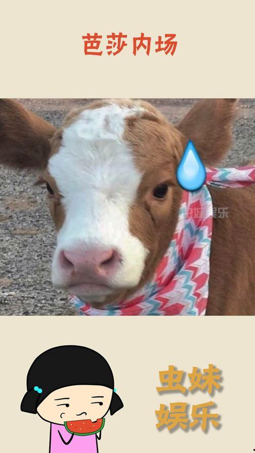 娱乐吃瓜酱文字